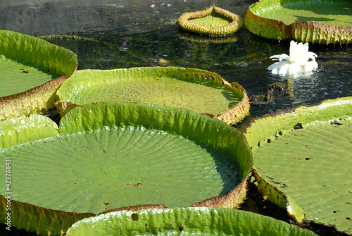 Aquatic or hydrophyte plants are a particular category of plants that float on the surface of the water like the giant leaves of Victoria Waterlily in ponds.