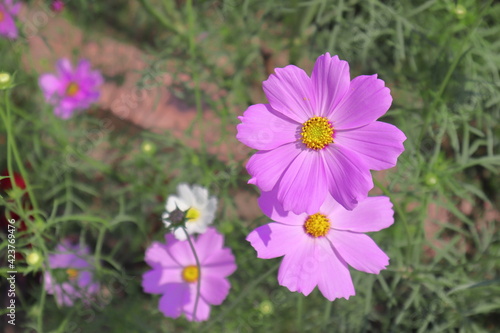 A Purple Colored Flower