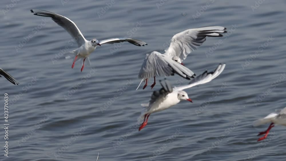 seagulls fly slow motion over the sea seagulls fly slow motion over the sea