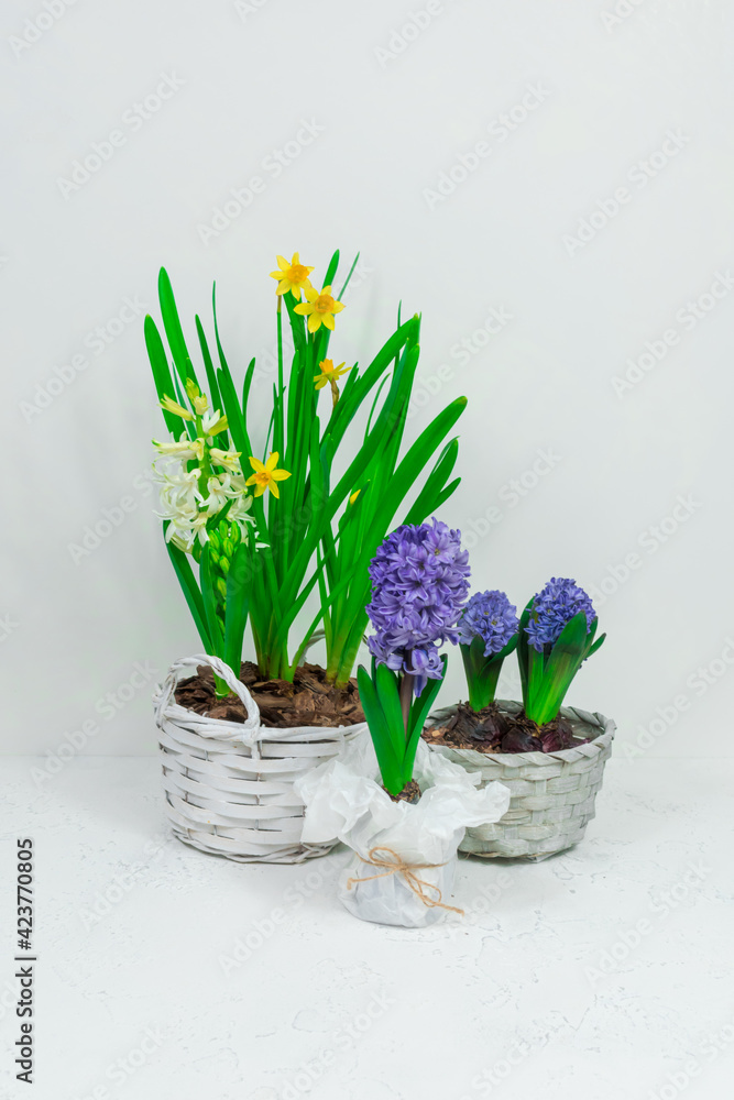 Spring flowers blue hyacinths and yellow daffodils in a white basket against a white wall background