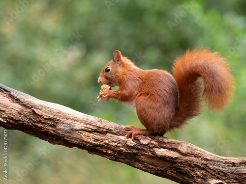 Red Squirrel, Sciurus vulgaris © AGAMI