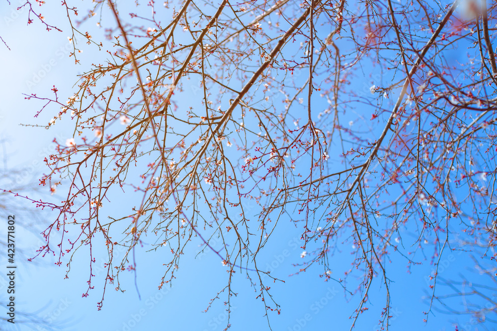 Blooming sakura twigs on a tree against a blue sky on a sunny spring day. Beautiful natural background, selective focus