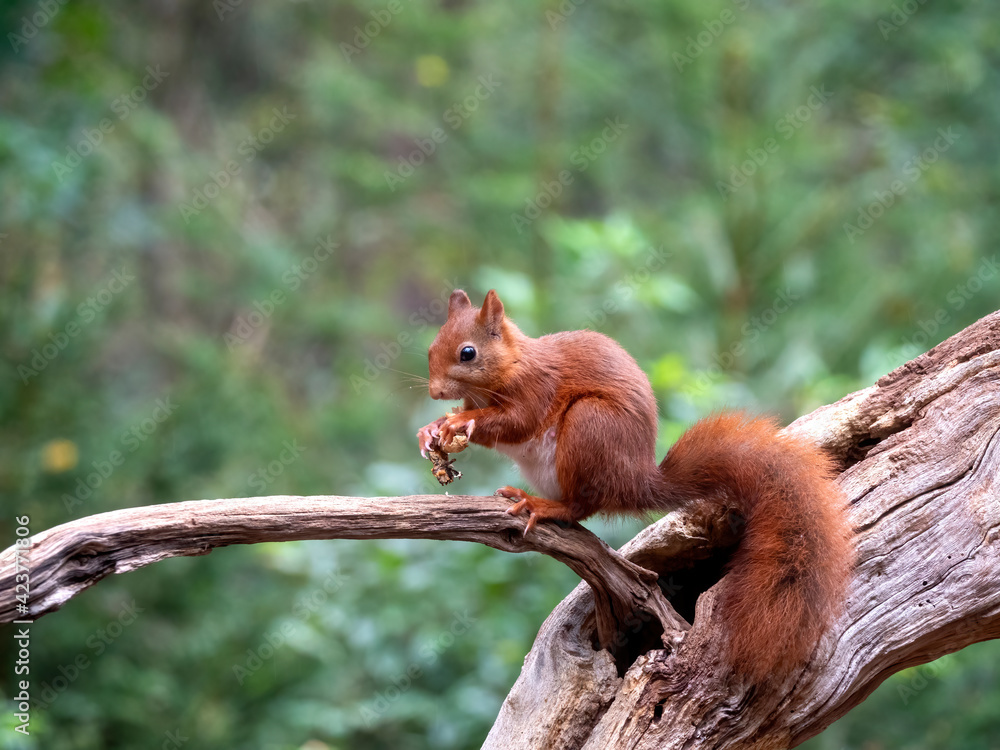 Red Squirrel, Sciurus vulgaris Red Squirrel, Sciurus vulgaris
