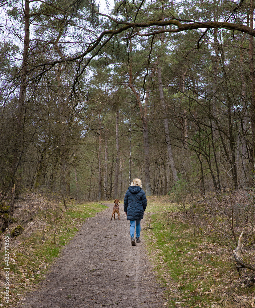 Walking the dog in the forest. Brandeveen Uffelte Drente Netherlands. Walking the dog in the forest. Brandeveen Uffelte Drente Netherlands.