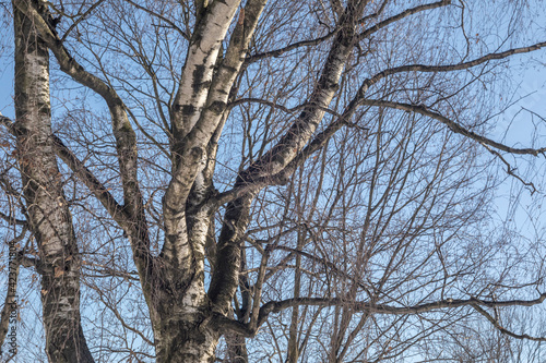 Fototapeta Naklejka Na Ścianę i Meble -  Birch trees without leaves in winter on a background of blue sky. Sunny winter day.
