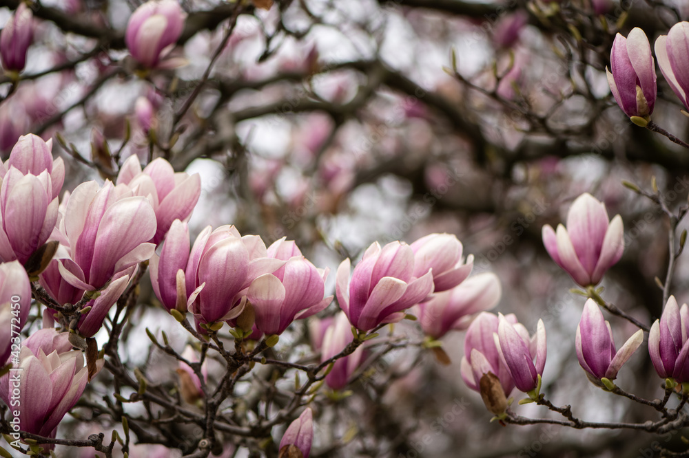 Awesome pink Magnolia flowers. The perfect image for spring background, flower landscape.
