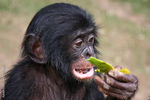 Head portrait of a baby bonobo eating a papaya