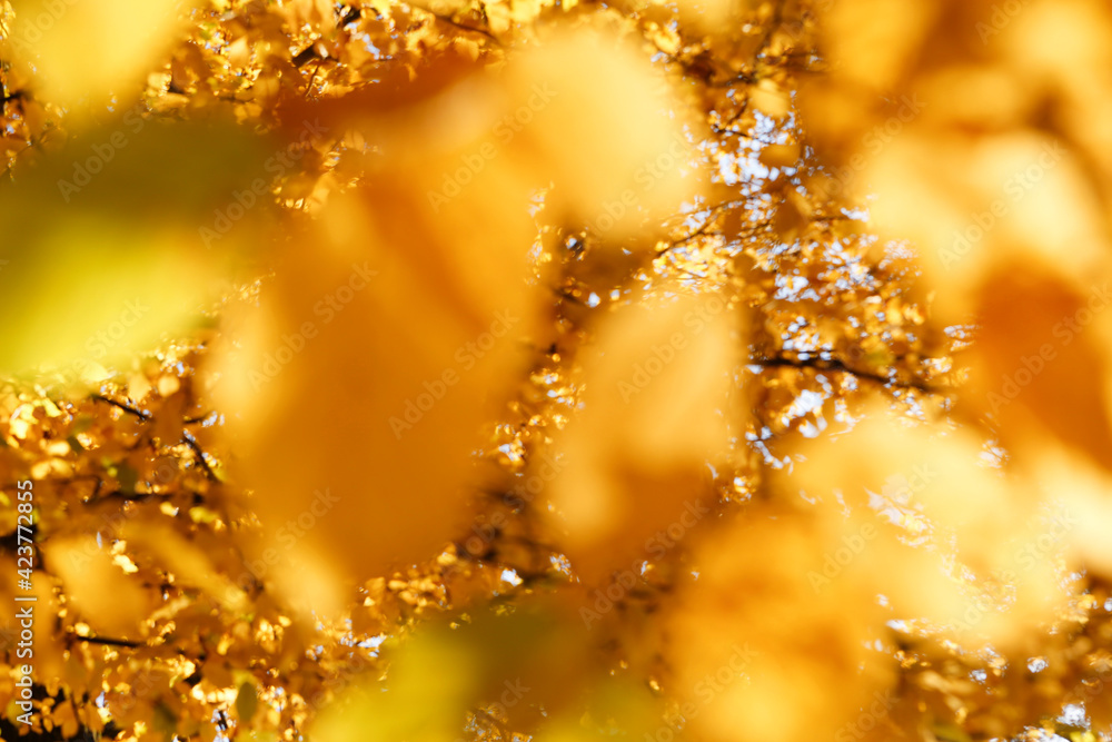 Naklejka premium Blurry background of colorful leaves in autumn