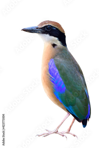 Slim colorful bird with green back, blue wings brown belly and large beaks strait standing with bare foot isolated on white background, Mangrove pitta © prin79