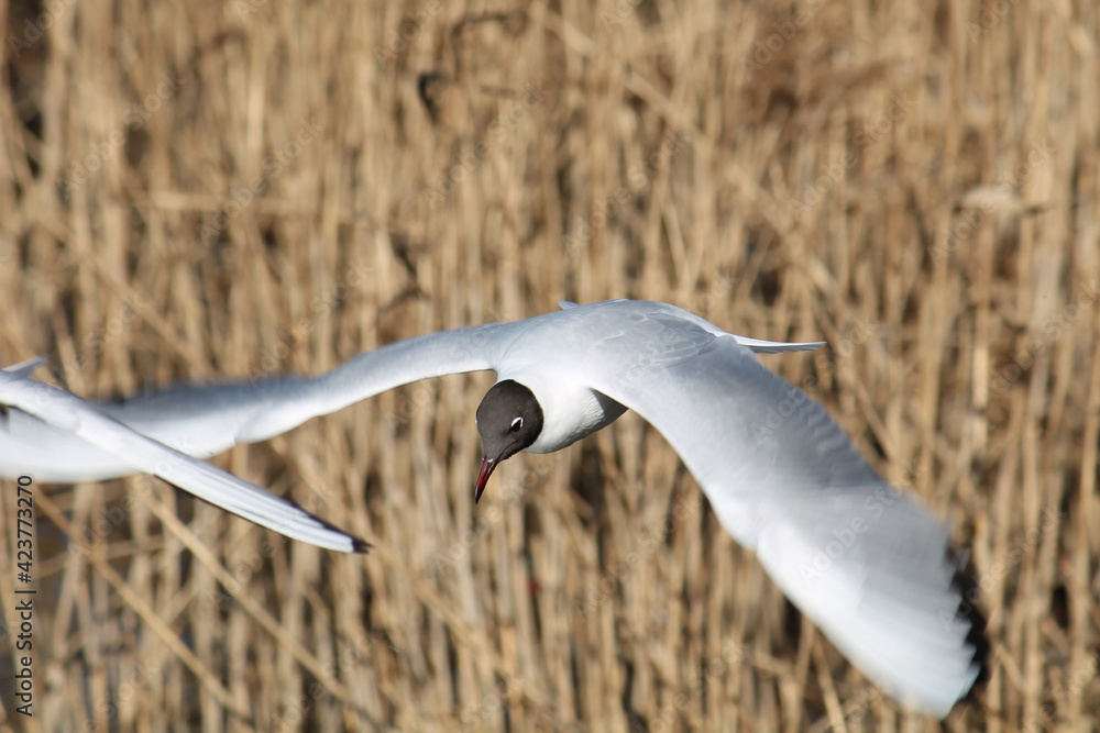 Flying black-headed gull (Chroicocephalus ridibundus) against dry bulrush Flying black-headed gull (Chroicocephalus ridibundus) against dry bulrush