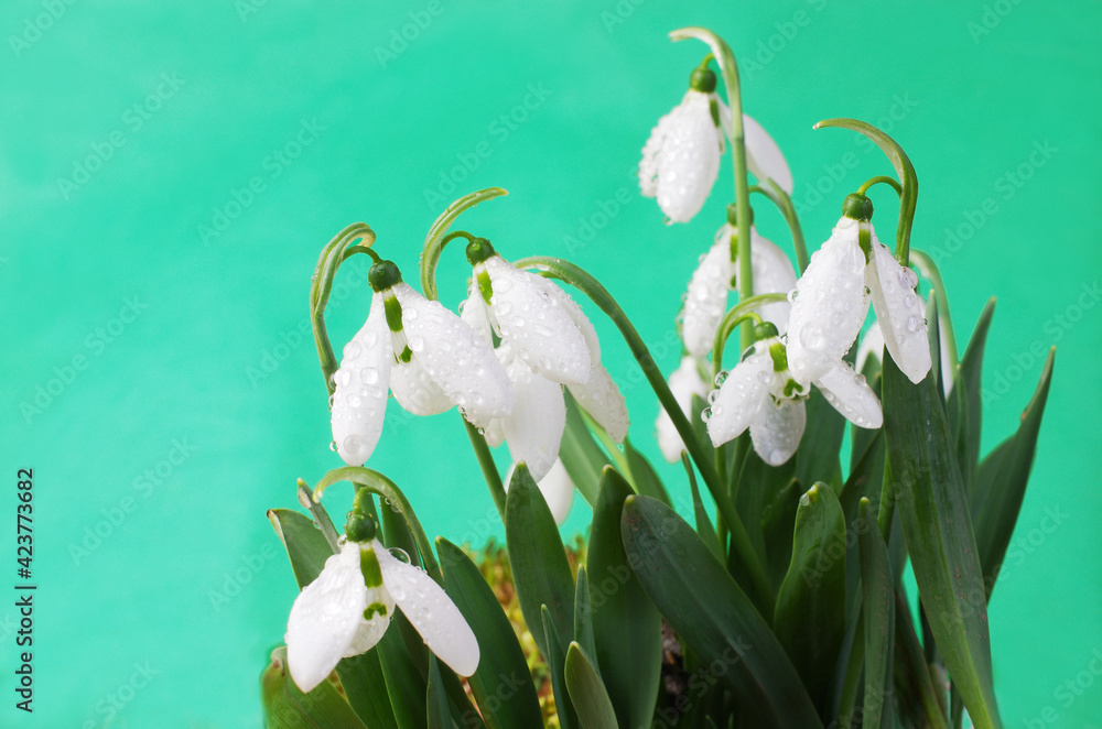 White snowdrops with dew drops on a turquoise background. White snowdrops with dew drops on a turquoise background.