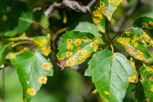Cedar Hawthorn Rust on Hawthorn Leaves