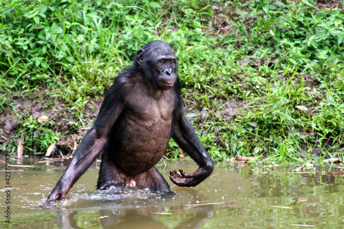 Male bonobo standing in the water