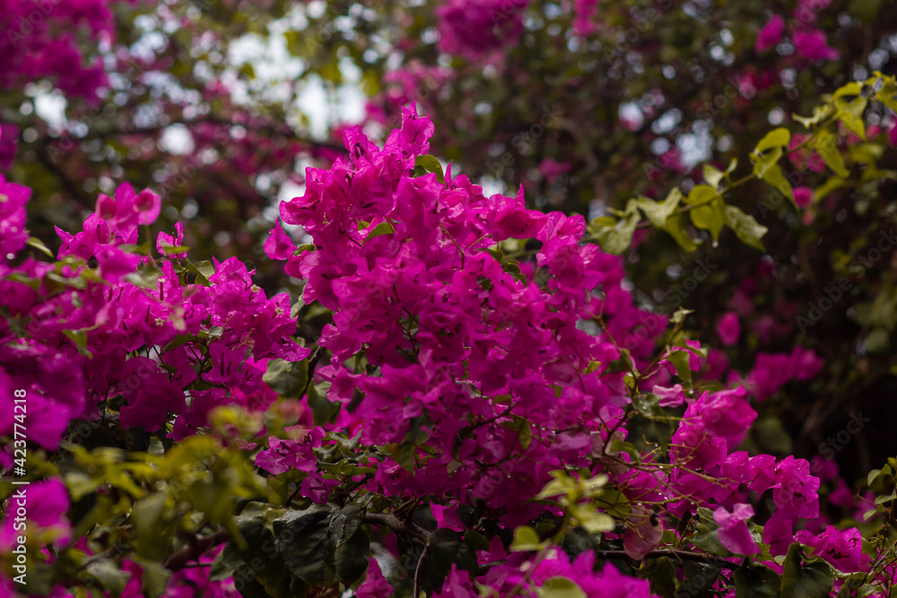 close-up view of beautiful pink Bougainvillea flowers in the garden