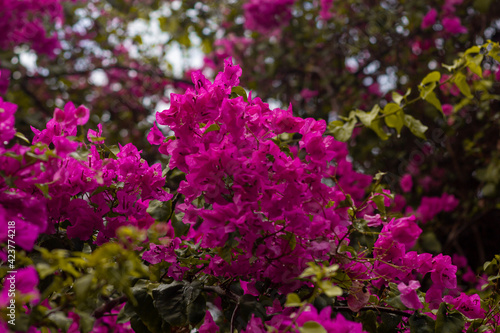 close-up view of beautiful pink Bougainvillea flowers in the garden