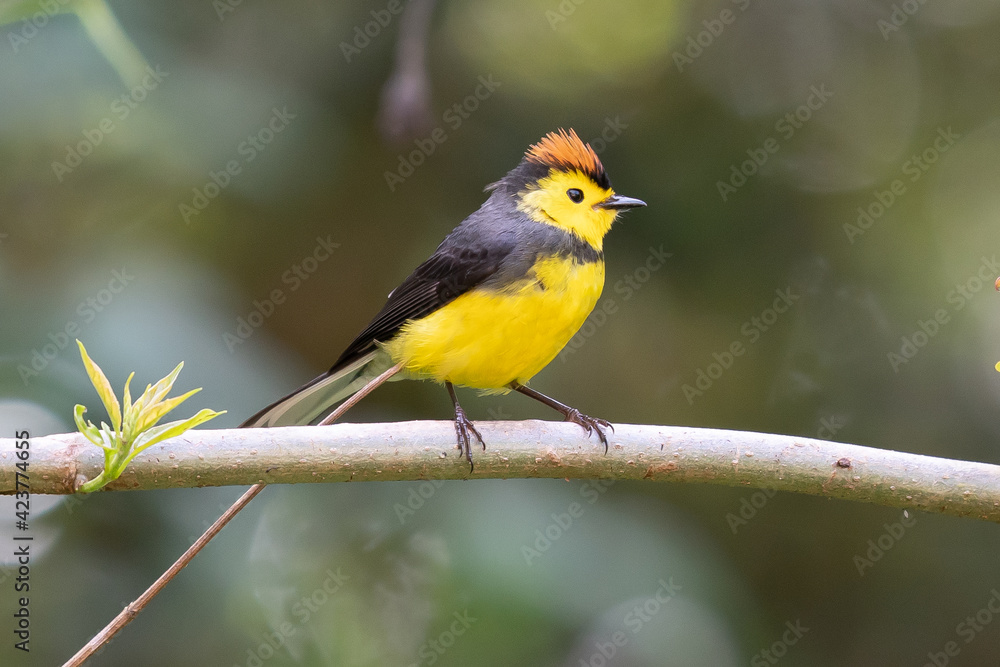 Yellow and red songbird Collared Redstart, Myioborus torquatus, sitting on the big leave in Savegre, Costa Rica Yellow and red songbird Collared Redstart, Myioborus torquatus, sitting on the big leave in Savegre, Costa Rica