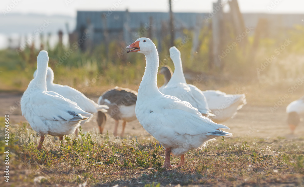 white goose stands cheerfully with its beak open white goose stands cheerfully with its beak open
