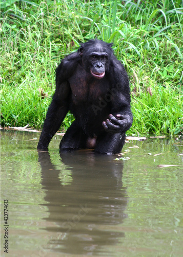 Portrait of a sitting male bonobo