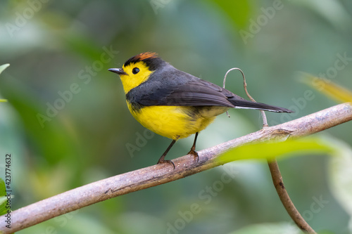 Yellow and red songbird Collared Redstart, Myioborus torquatus, sitting on the big leave in Savegre, Costa Rica