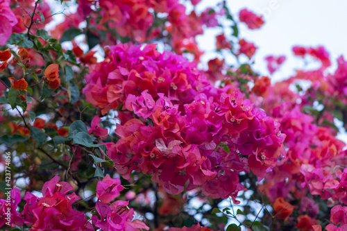 Fototapeta Naklejka Na Ścianę i Meble -  close-up view of beautiful pink Bougainvillea flowers in the garden