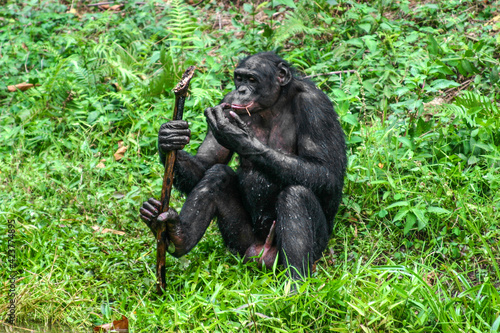 male bonobo sitting with a staff