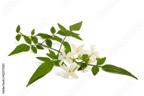 Jasmine plant with flowers