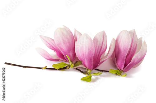 Pink Magnolia flowers