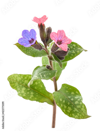 Common lungwort (Pulmonaria officinalis)