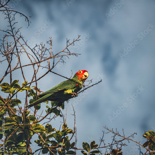 bird parrot beautiful tree green red beak yellow sky nature miami florida