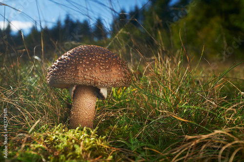 Billede på lærred Amanita rubescens