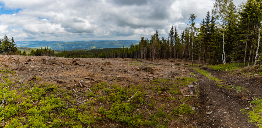 Panorama of Rudawy Janowickie mountains with small glade with felled trees