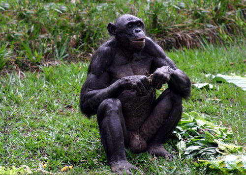 Portrait of a sitting male bonobo