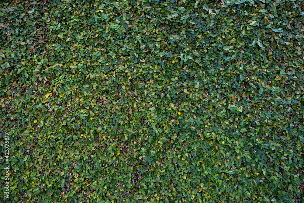 textura de muro vivo, com folhas pequenas Stock Photo | Adobe Stock