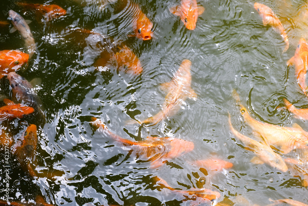 Top view fish pond that contains a lot of goldfish Top view fish pond that contains a lot of goldfish