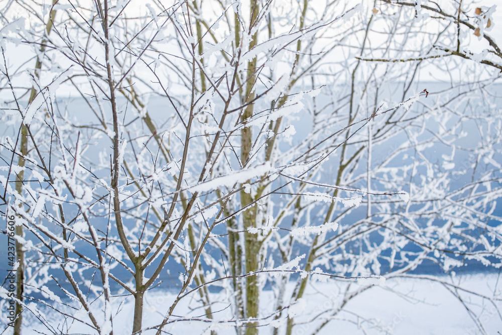 Thin trees with branches in fluffy white snow on the bank against the background of a blue river. Winter Thin trees with branches in fluffy white snow on the bank against the background of a blue river. Winter
