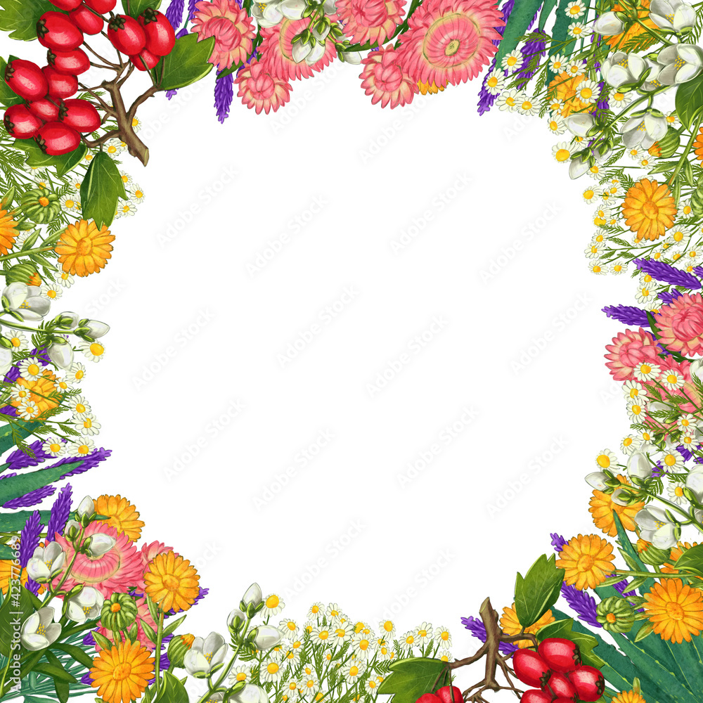 Hand drawn medicinal plant frame. Healing herbs border. isolated on white background Hand drawn medicinal plant frame. Healing herbs border. isolated on white background