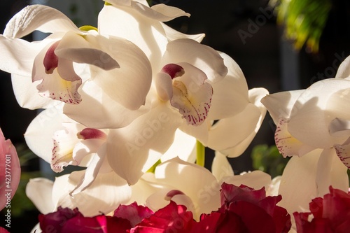 white orchid surrounded by other orchids