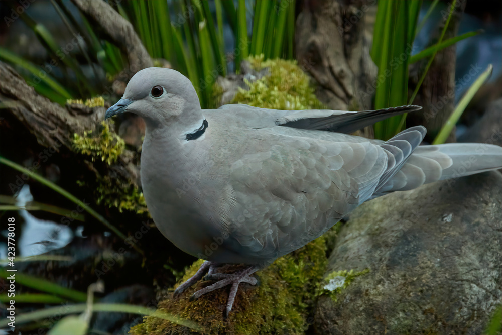 Obraz premium Eurasian collared dove