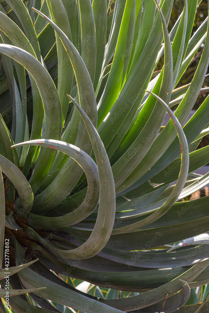 Obraz premium Curly leaves on the tree