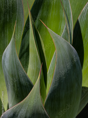 close up agave leaves 