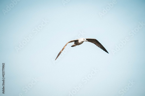 flying white stork