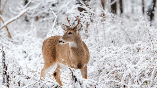 Fototapeta Naklejka Na Ścianę i Meble -  Mlody jelen w pieknej zimowej sceneri.
