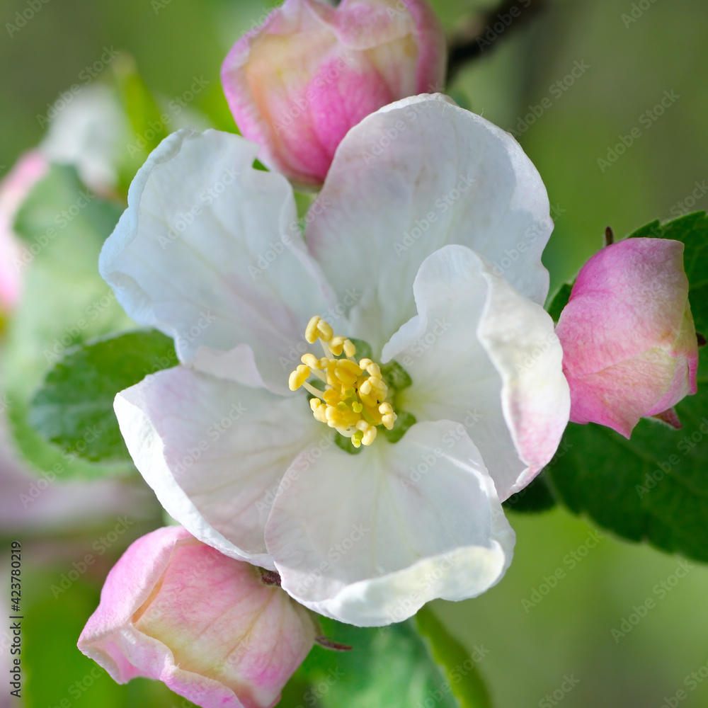 spring flowering apple tree on blur background. spring flowering apple tree on blur background.