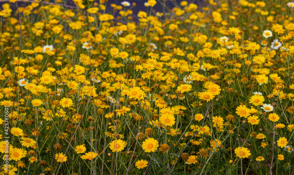 Obraz premium yellow flowers background