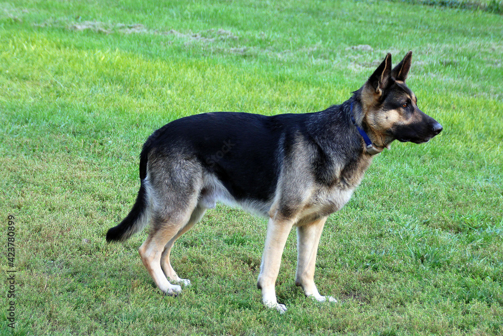 german shepherd dog german shepherd dog