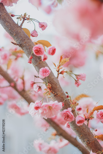 forest fairy on sakura tree

Pink Sakura Cherry Blossom Tree. Very beautiful cherry trees