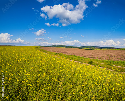 Spring rapeseed yellow blooming fields view, blue sky with clouds in sunlight.