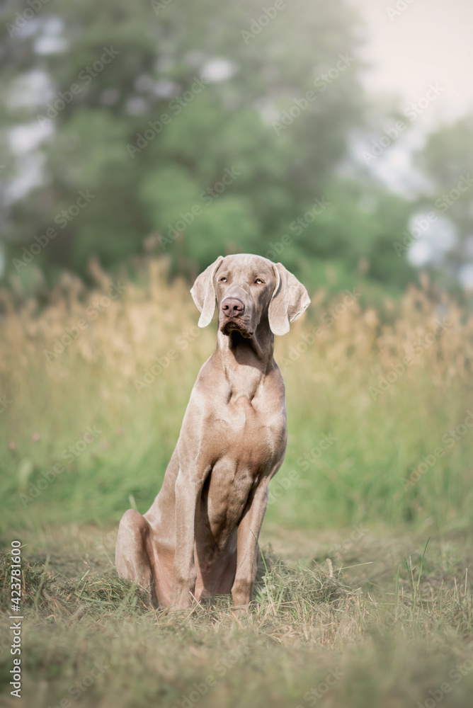 Weimaraner