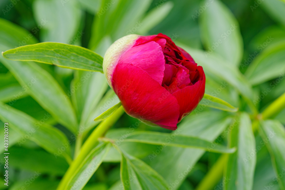 peony flower peony flower