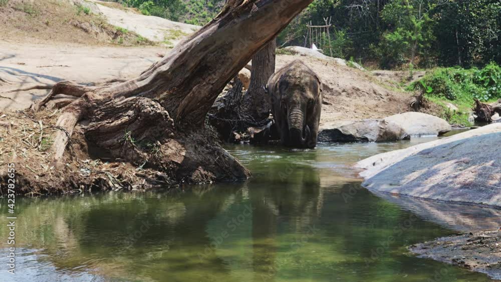 the river in the forest and elephant the river in the forest and elephant